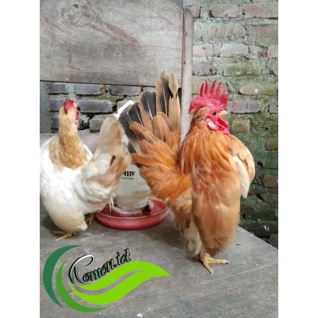 AYAM KATE SRAMA GRED A asli pilihan