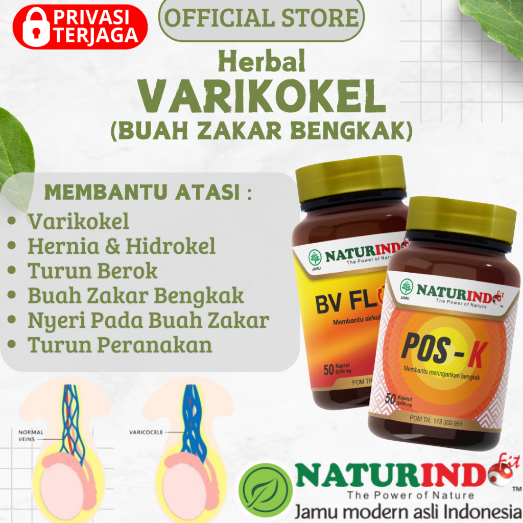 Herbal Varikokel Hernia Atasi Turun Berok Turun Peranakan Buah Zakar Bengkak NATURINDO