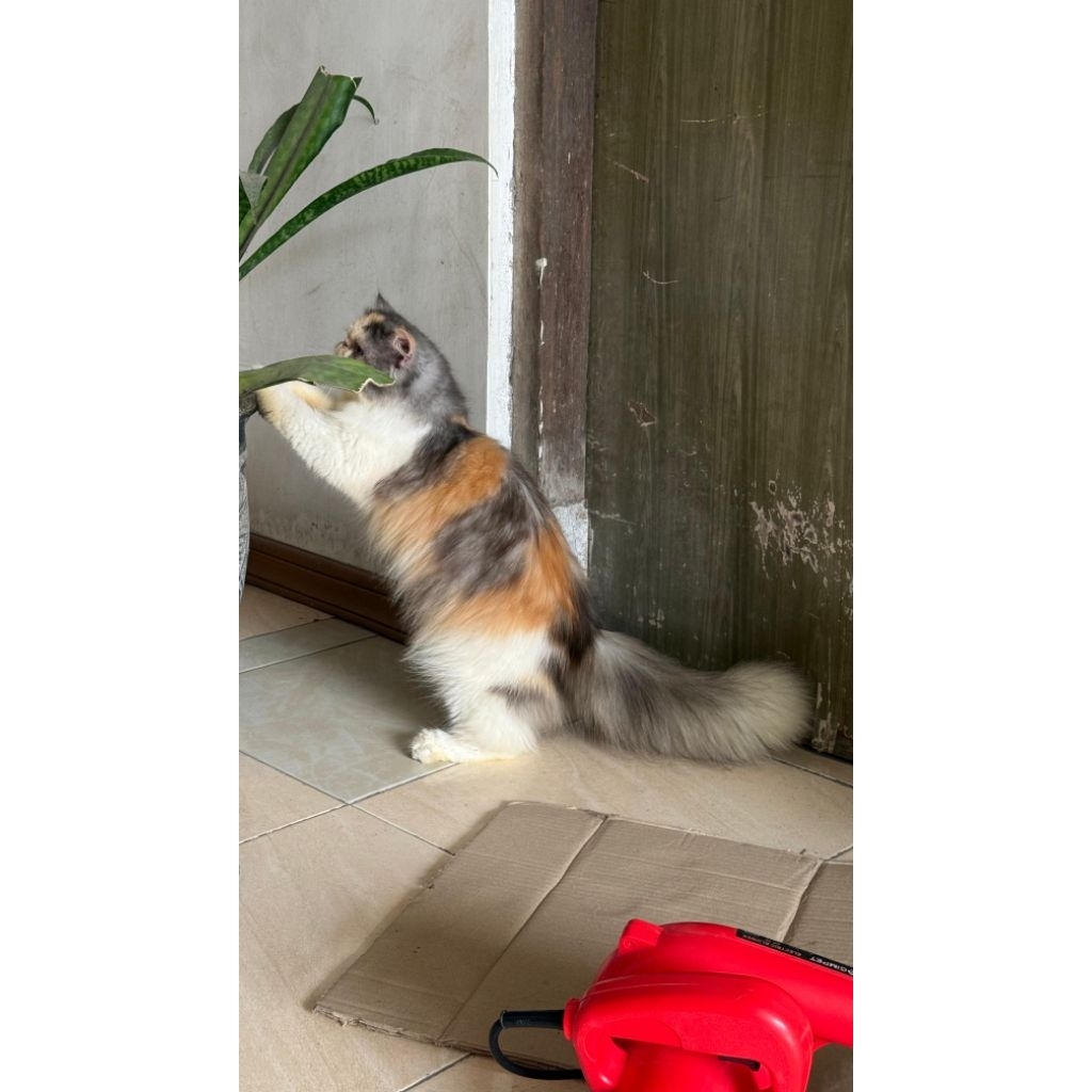 PEAKNOSE EKSTREM BETINA