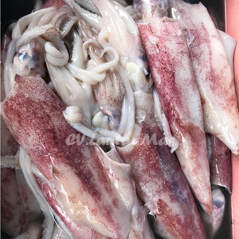 Cumi Merah 1Kg Cumi Merah Segar Cumi Jumbo Cumi Besar Seafood Cumi Cumi Segar