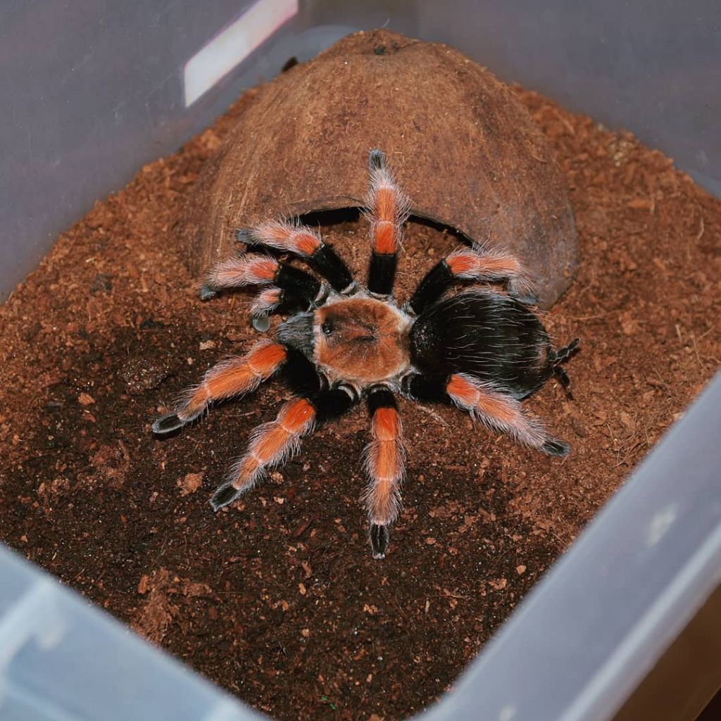 barang koleksi kartu brachypelma boehmei f