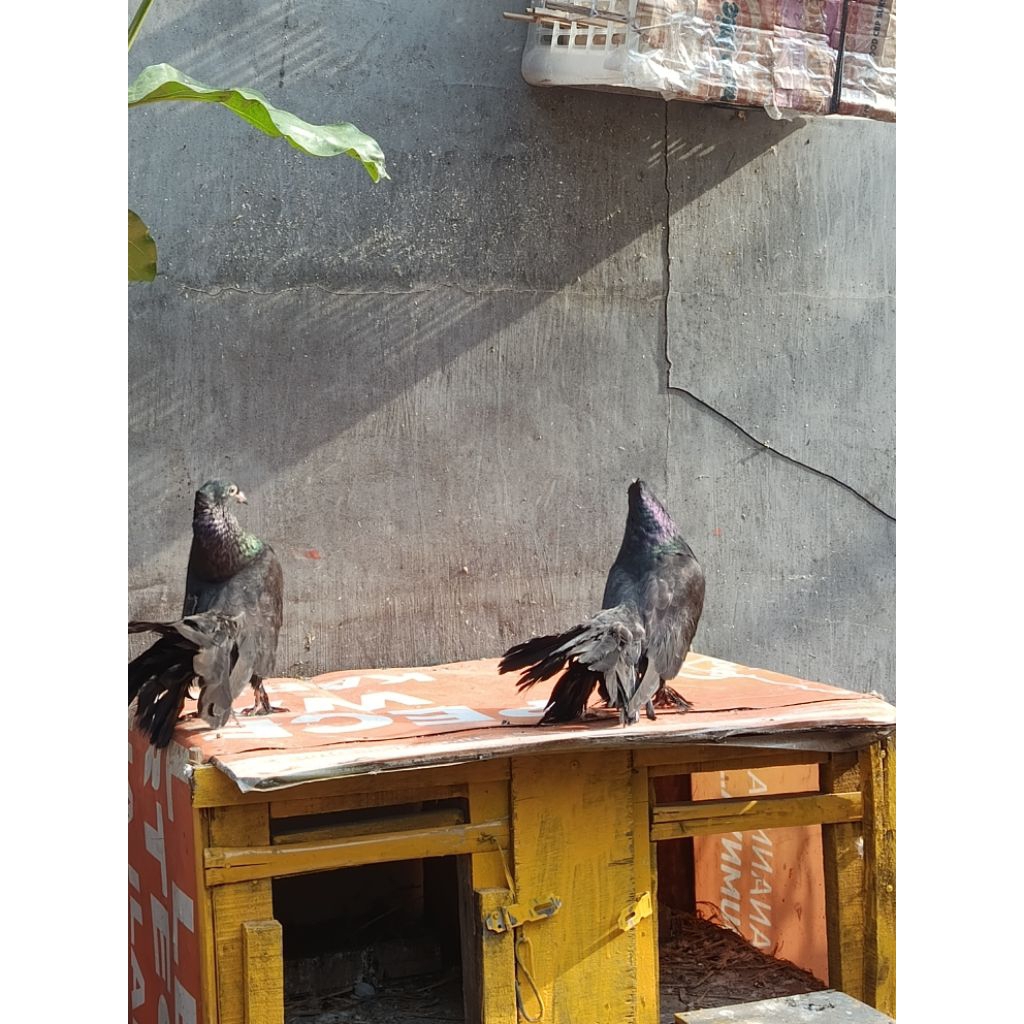 Burung Merpati kipas ori WARNA/WARNI SEPASANG