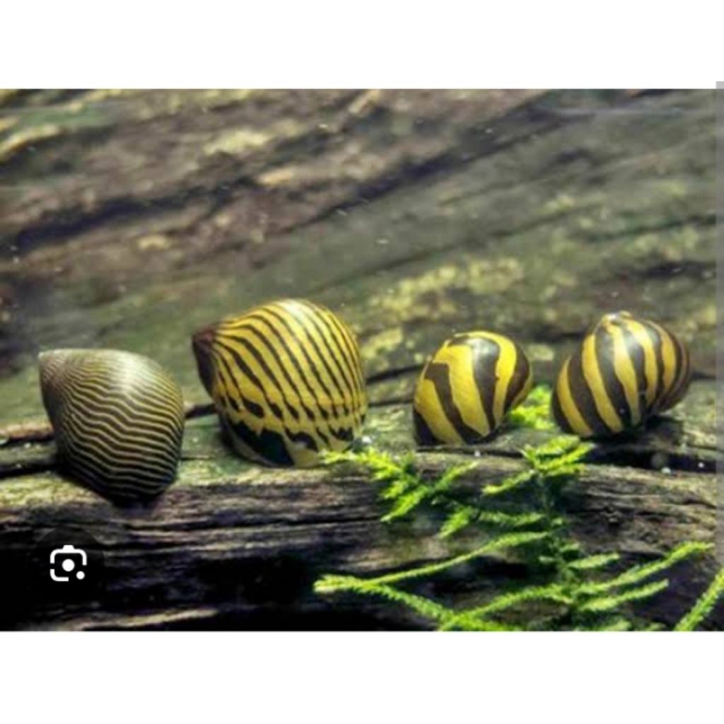 pembasmi_lumut_keong_turbo