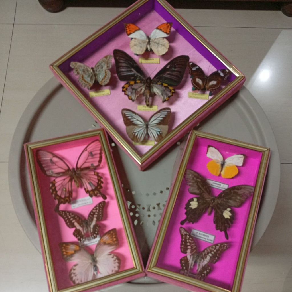 Insektarium Wall Decor