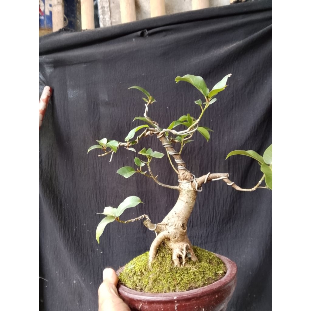 bonsai bunut mame
