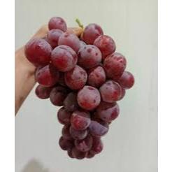 Buah Anggur  Red Globe Import Segar – Buah Anggur Merah Besar Fresh Manis Grade A 1/Kg