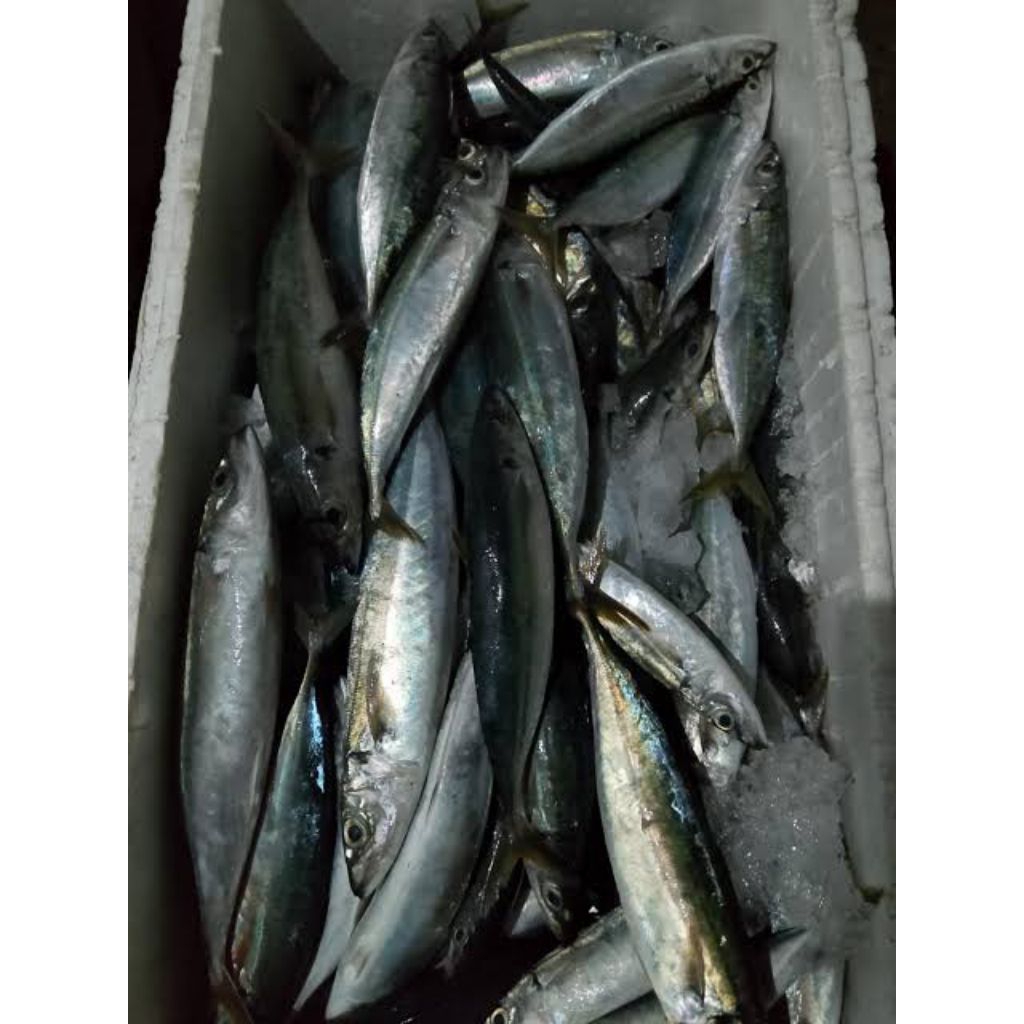 

Ikan Layang / Ikan Pindang / Ikan Lajang Segar / Berat 500 gram