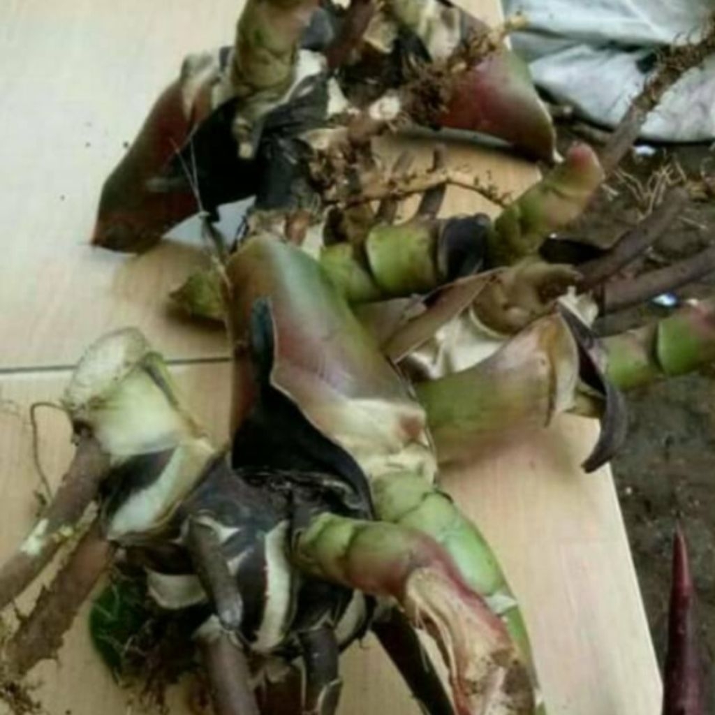 bibit kecombrang hijau bibit kecombrang potong