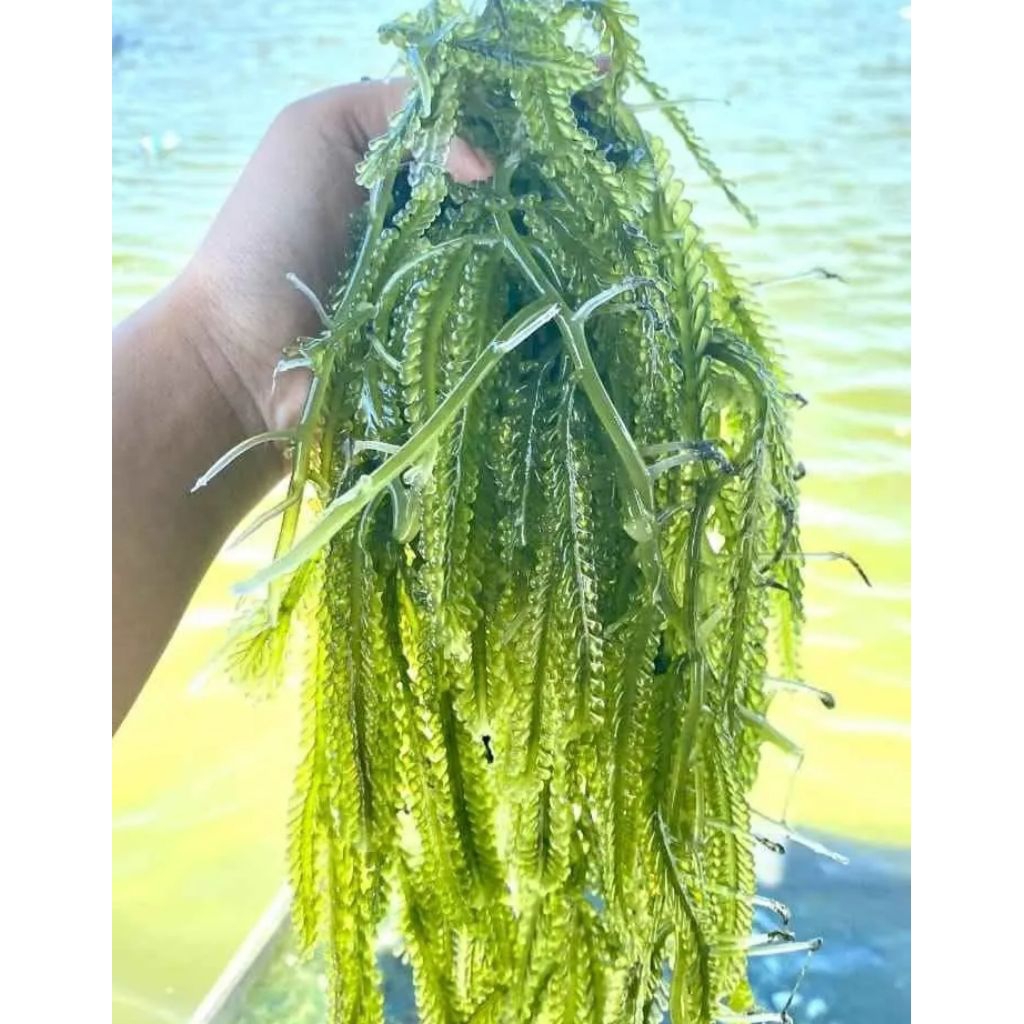 Green caviar lawi lawi, latoh atau anggur laut