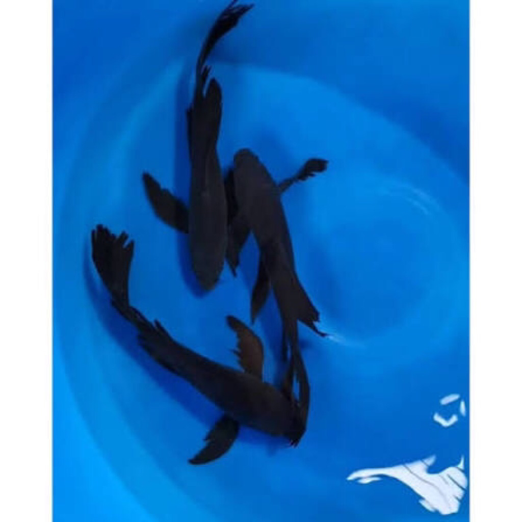 ikan koi karasu slayer size 29-31cm