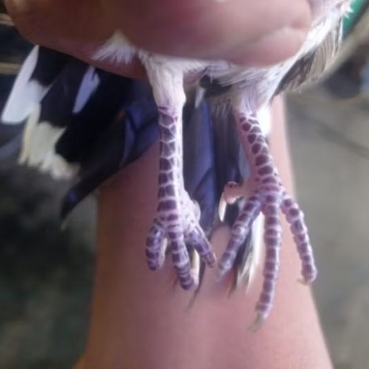 Burung perkutut lokal katuranggan ROJOWONO langka