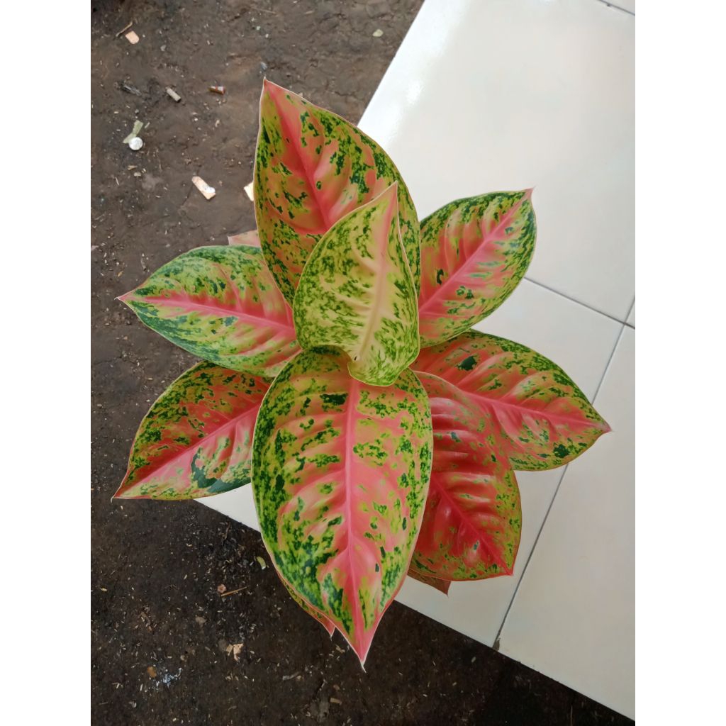 Aglaonema Mahasety Dewasa.