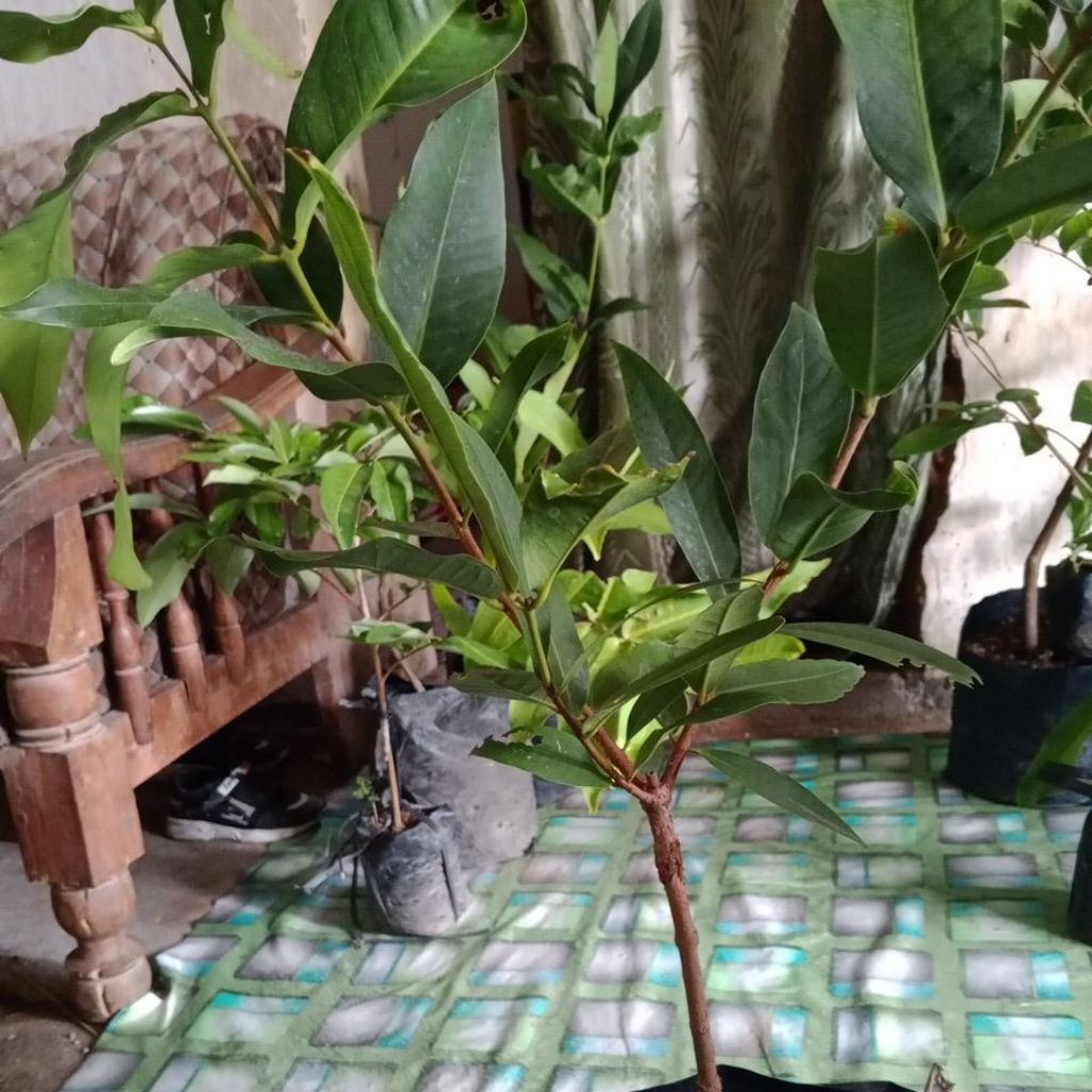 jambu air cincalo tebu