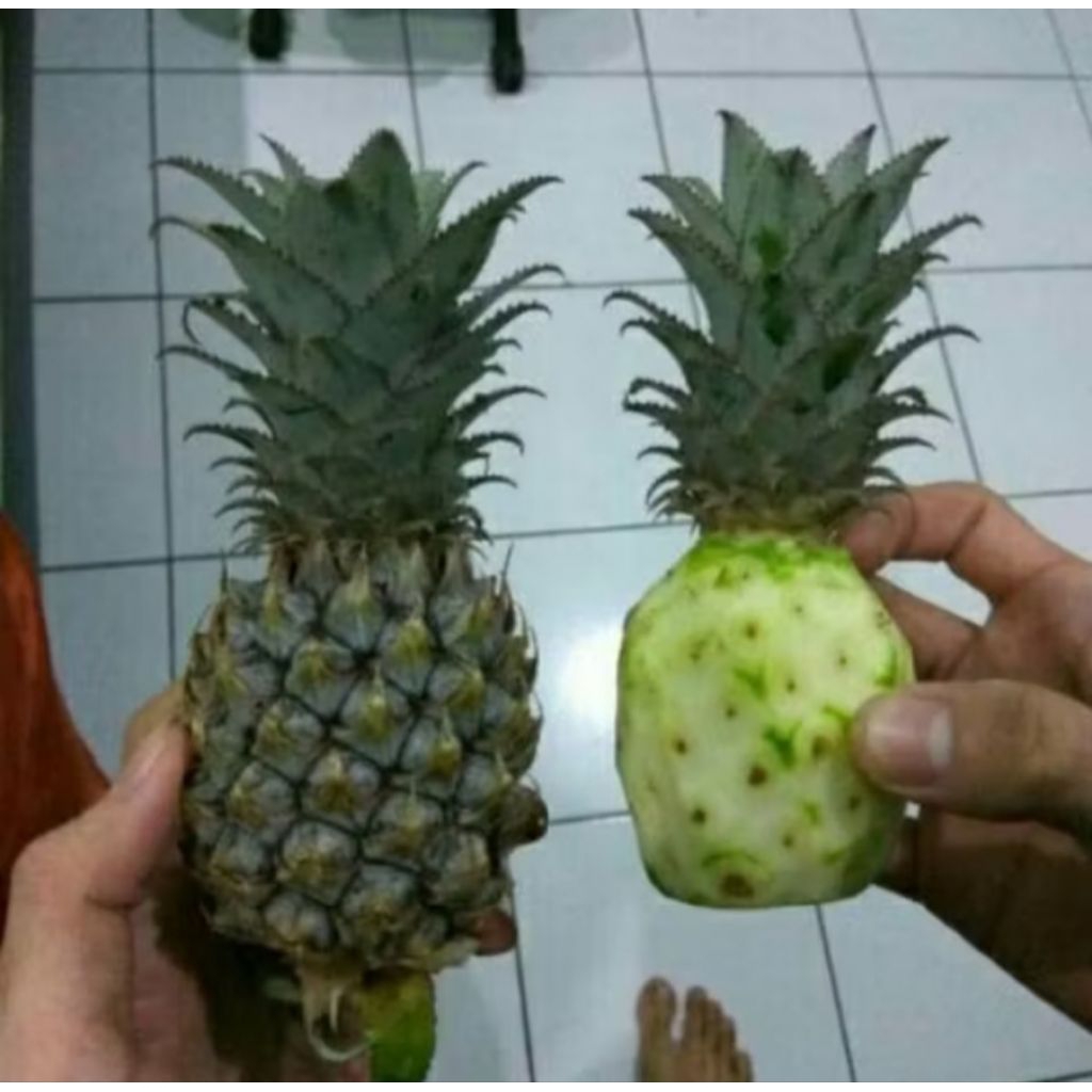 

buah nanas muda segar mura 1pcs