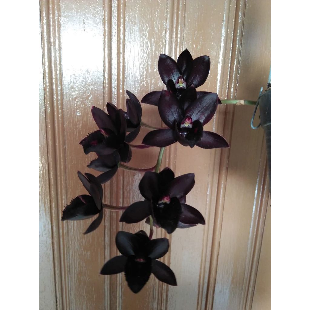 Catasetum After Dark Black Pearl