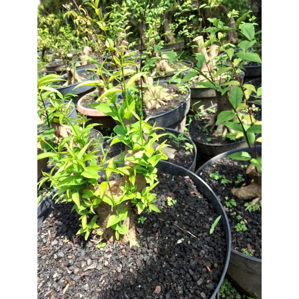 bonsai bahan anting putri bogel.small