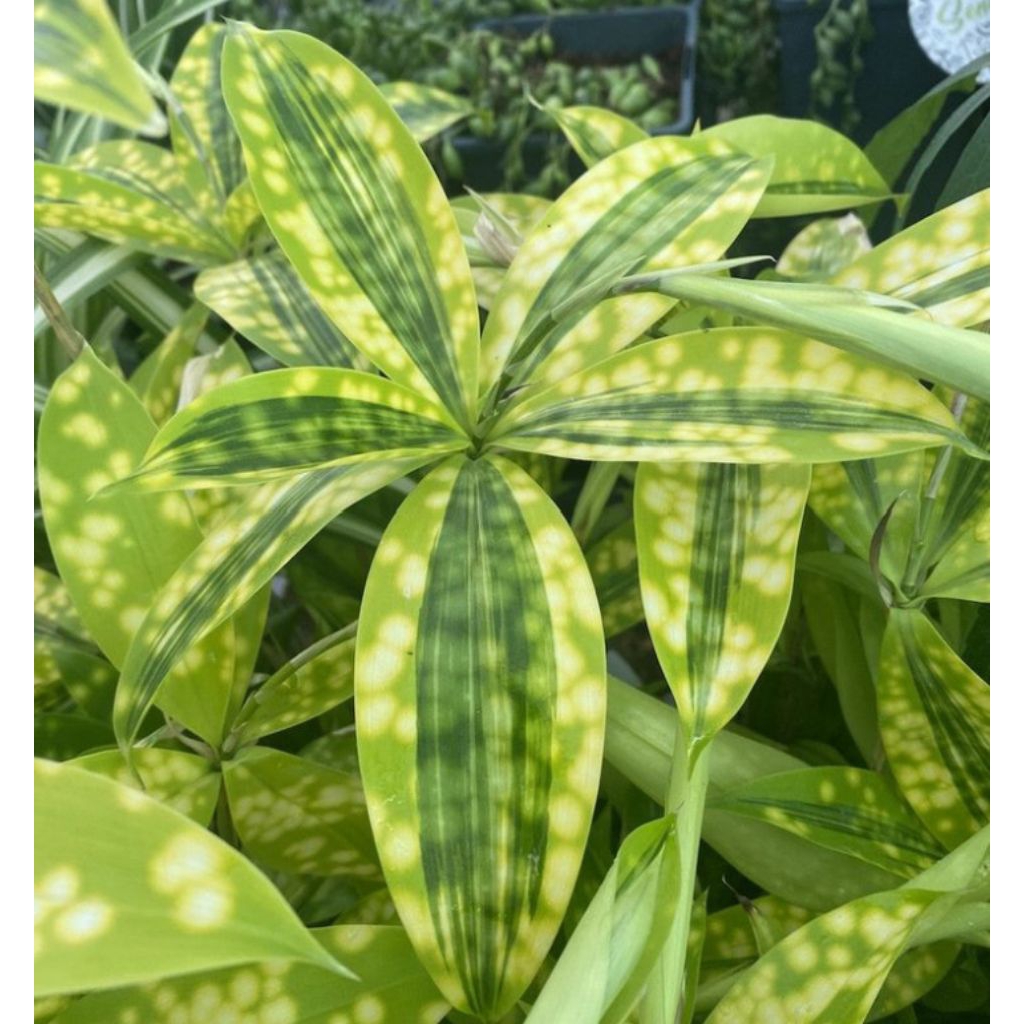 Tanaman Hias Drasena Bambu Kuning Tanaman Hias Drasena Bambu Kuning Cocok Untuk Pagar Rumah Berkuali