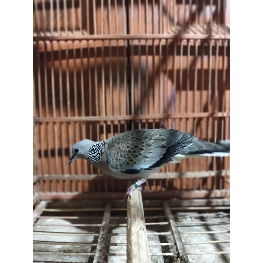 tekukur,derkuku kuk4 warna alam