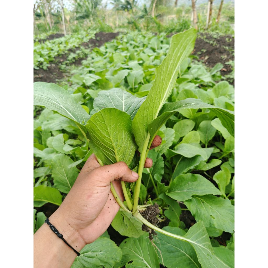 SAWI/CAISIM/Sawi hijau