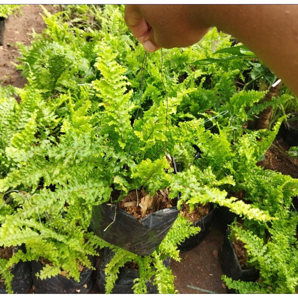 Tanaman hias pakis buston keriting