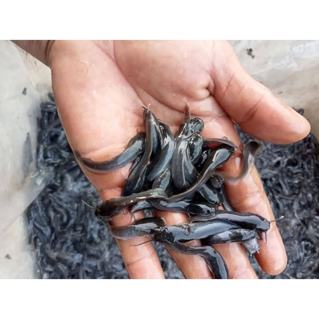 bibit lele ukuran 4-5 cm