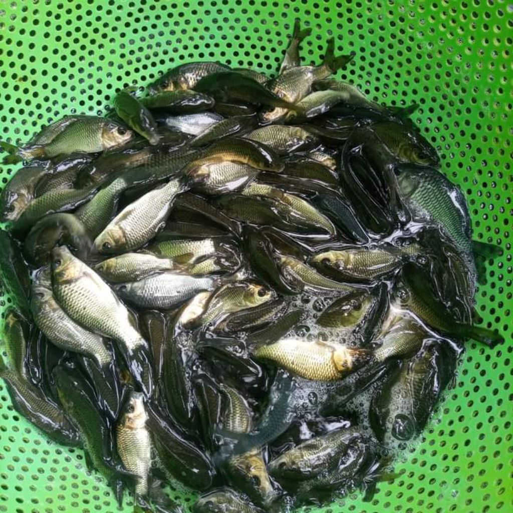 bibit ikan mas literan (kecil/ besar)