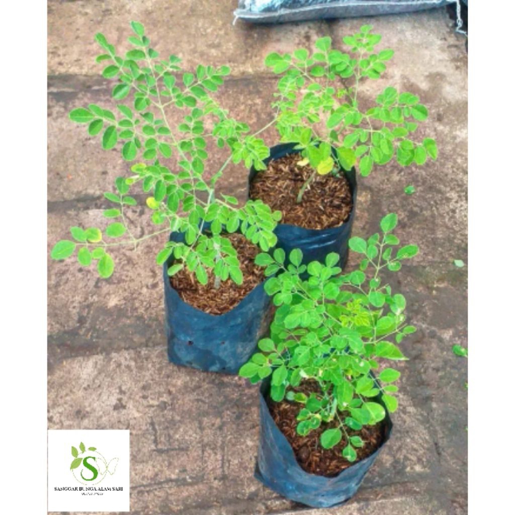 TANAMAN DAUN KELOR / BUNGA DAUN KELOR
