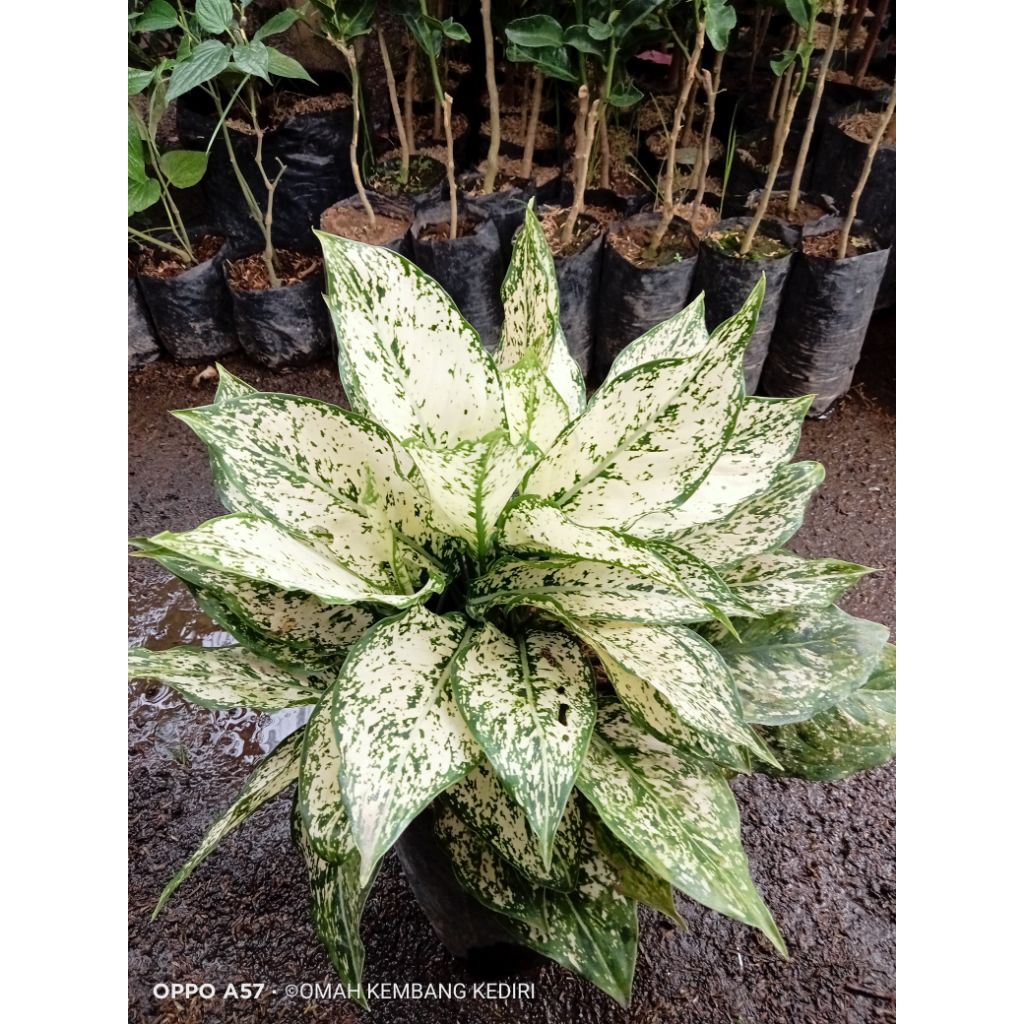 aglonema snow white rimbun murah