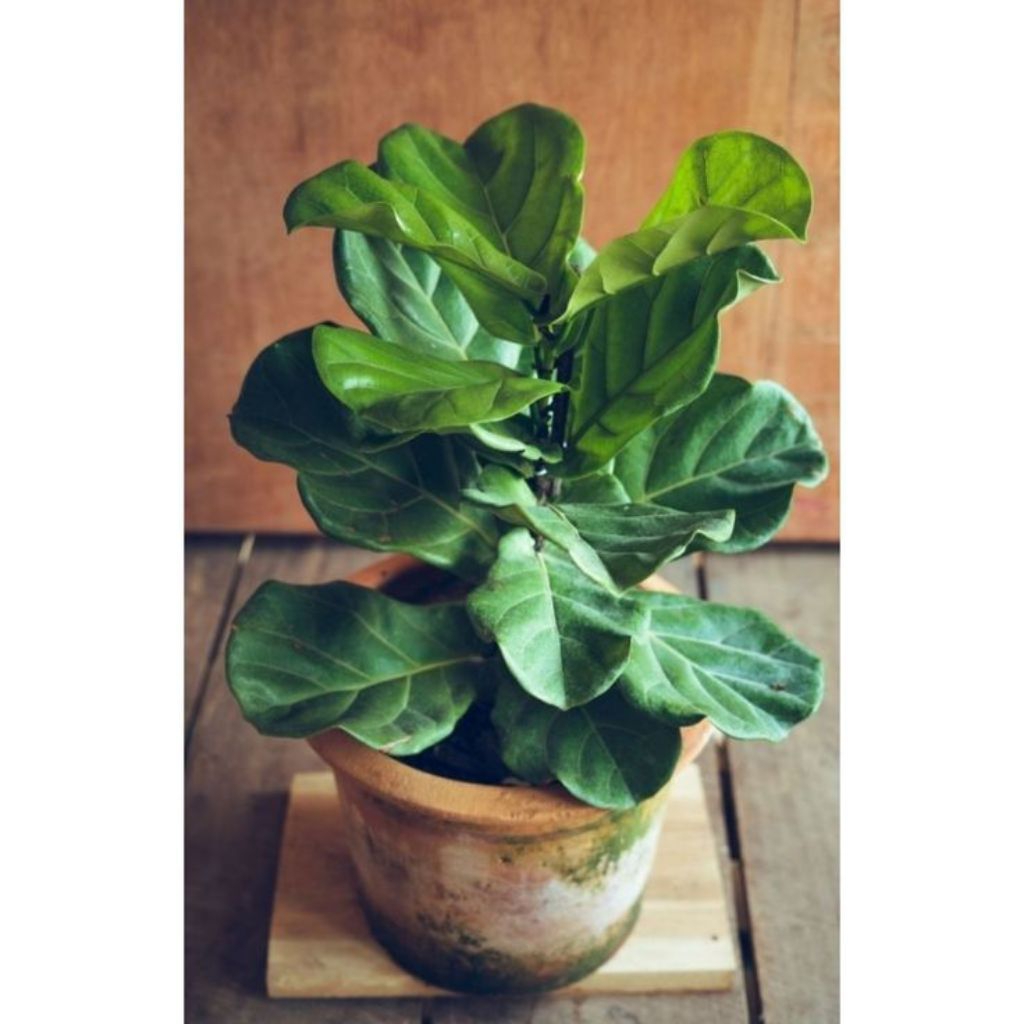 Tanaman pohon Ketapang biola tinggi 50/1M - Tanaman pohon ketapang biola cantik