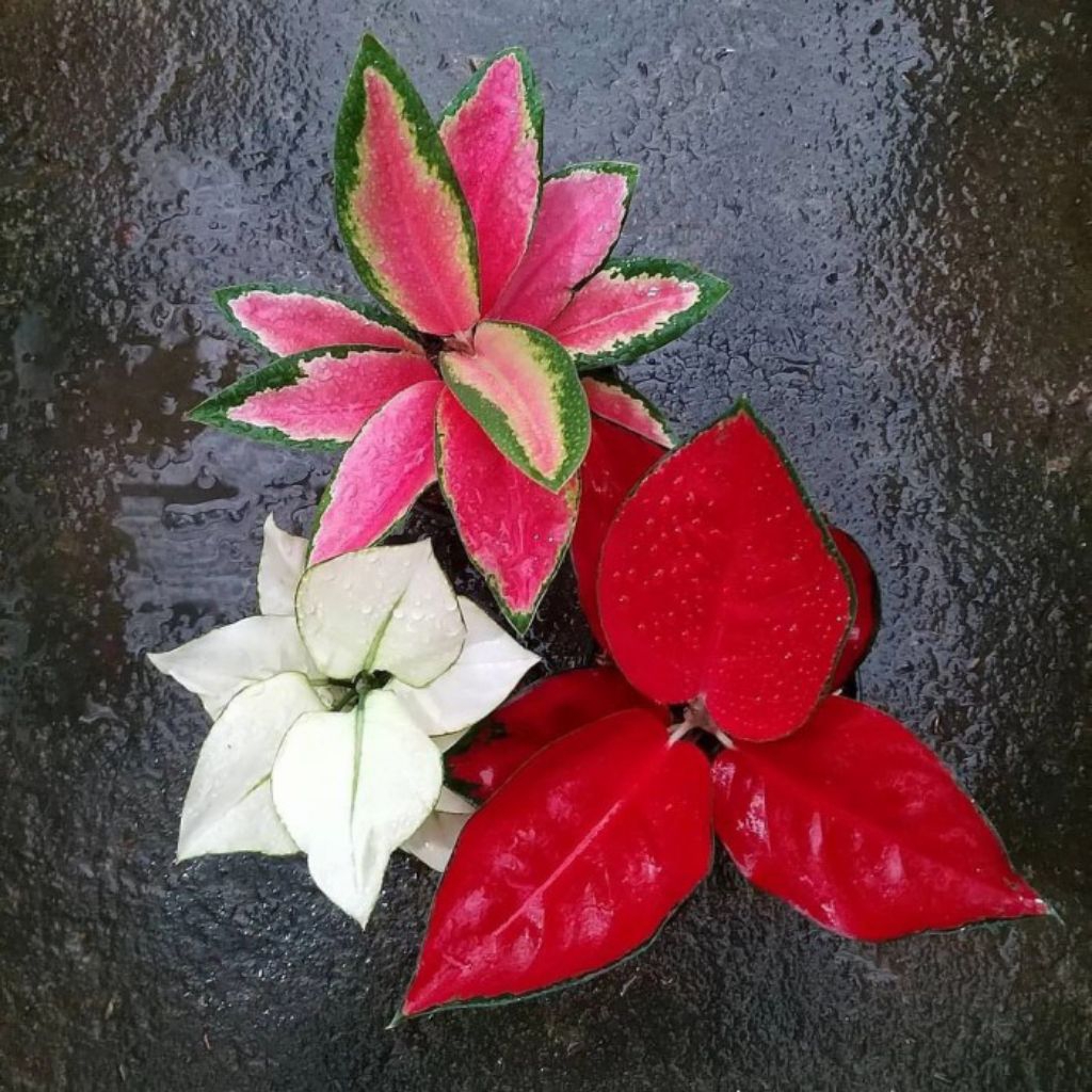 Promo paket 3 tanaman hias Aglonema Anakan