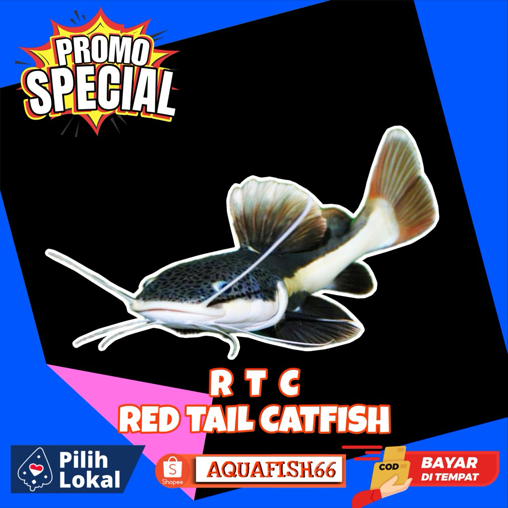 RTC JUMBO SIZE 10 & 20CM UP BERGARANSI