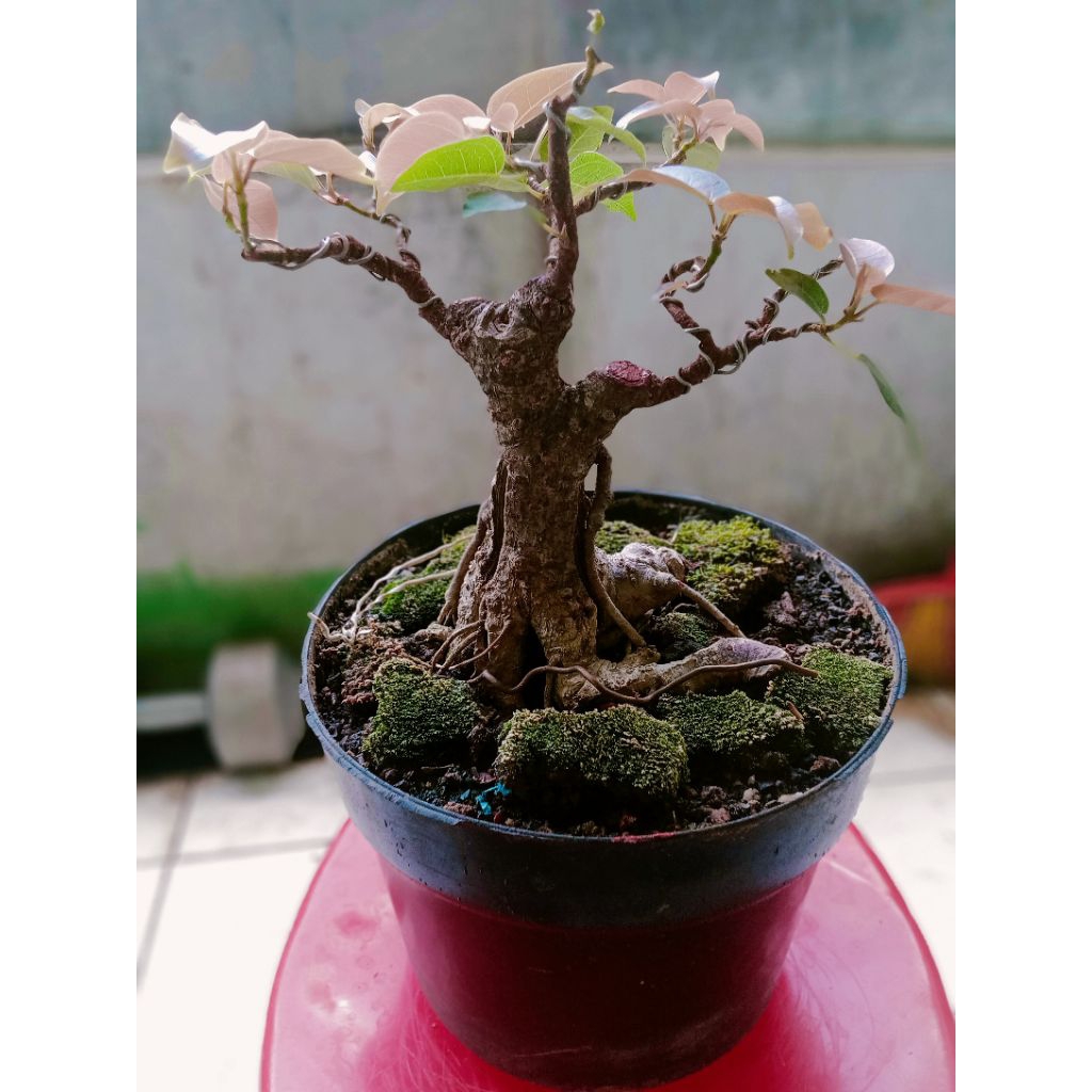 bonsai Bunut