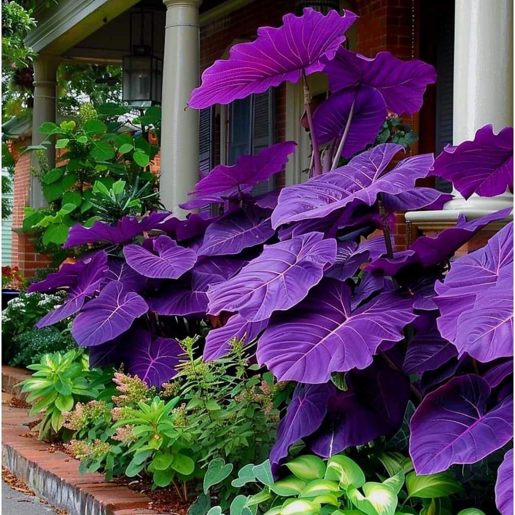 Caladium Black Magic -Tanaman Hias Keladi Black Magic  - Bunga Hias Keladi Black Magic  - Caladium H