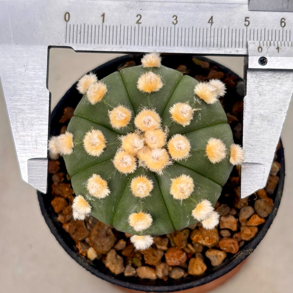 Termurah Kaktus Langka Astro Ooibo Astrophytum Asterias Oibo