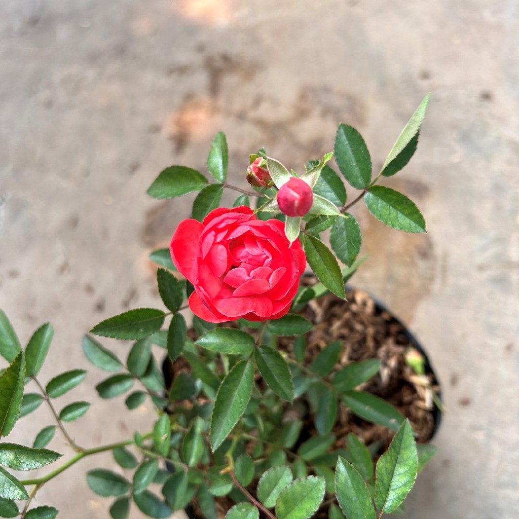 Bunga Mawar Baby Rose | Bunga Mawar Mini | Baby Rose | Tanaman Bunga Mawar Baby Rose Pink