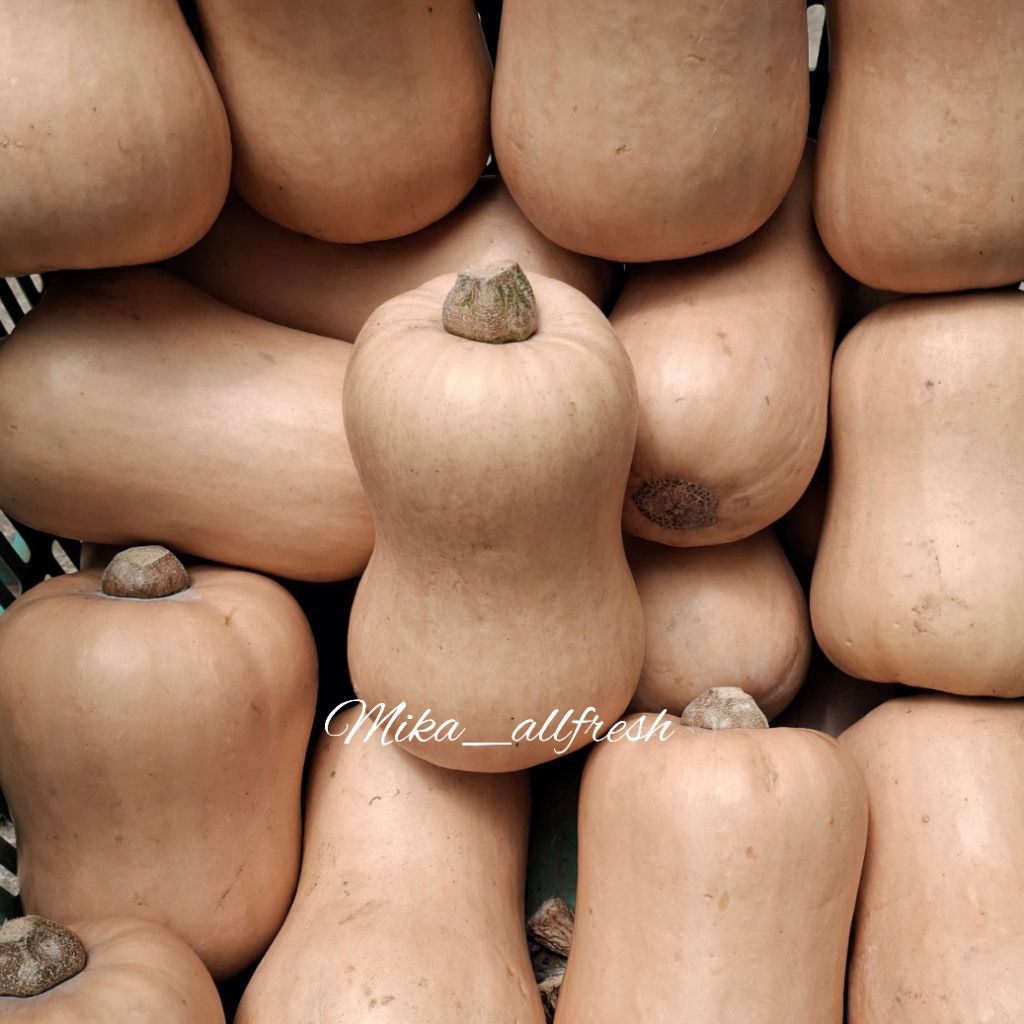 Butternut Jacqueline | Labu Madu Manis Premium | Labu Susu Segar untuk MPASI, Sup, Smoothies