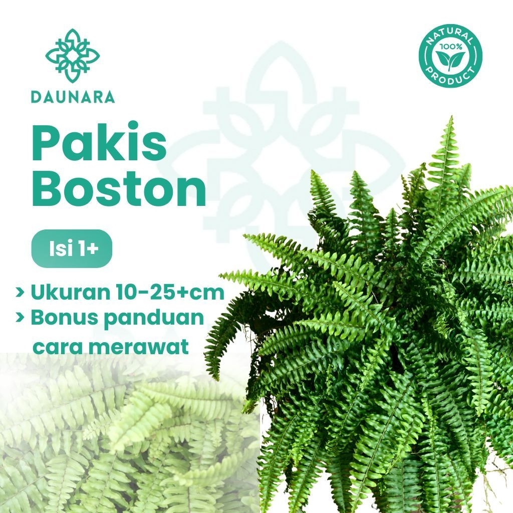 Tanaman Pakis Boston 10-25cm