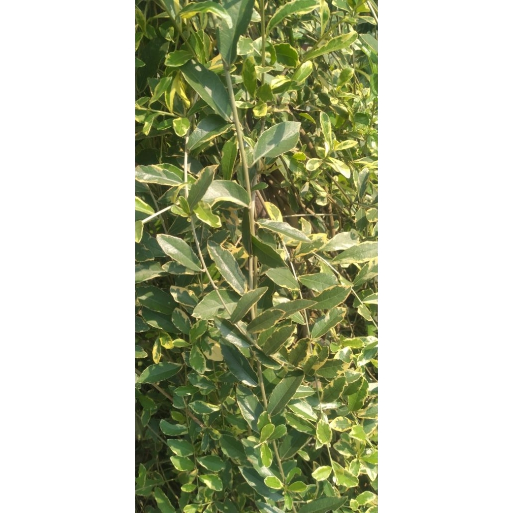 tanaman menjuntay lee kwan yew varigata