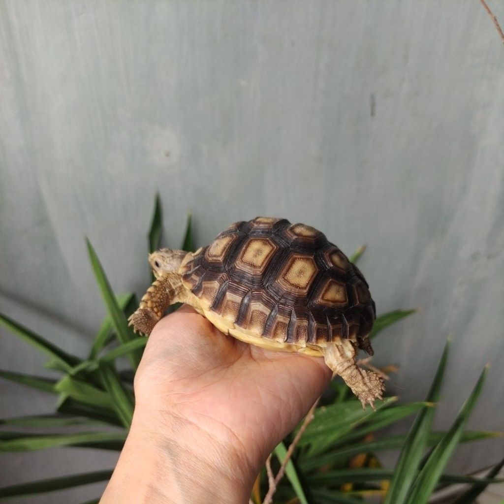 Sulcata