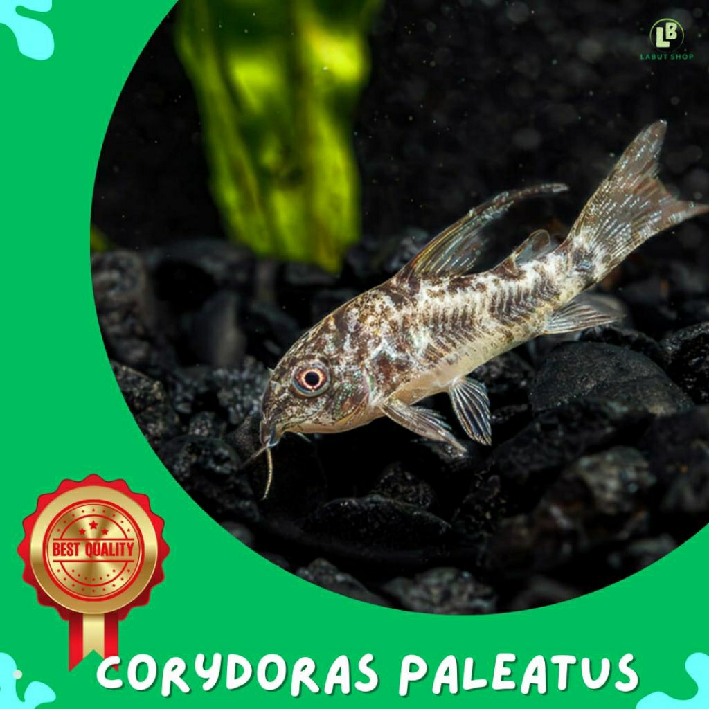 Corydoras Paleatus Aquarium aquascape ikan corydoras paleatus