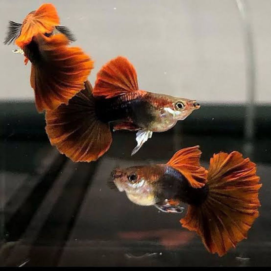 hiasan akuarium guppy hb red rosetail