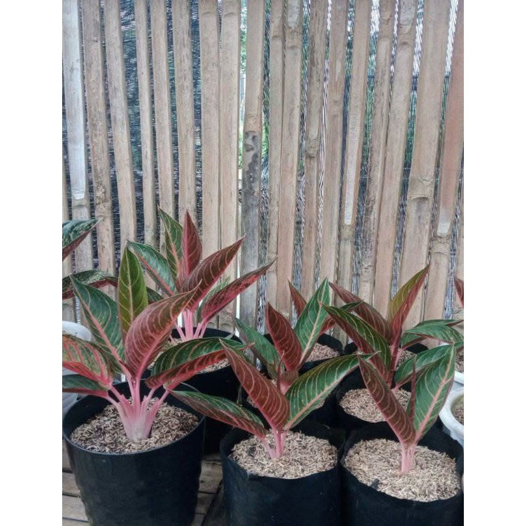 Tanaman hias aglonema red sumatra/aglonema red sumatra
