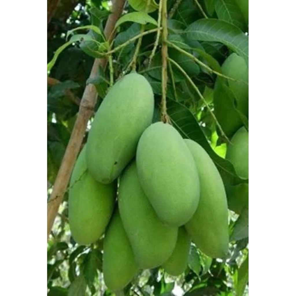 

Mangga golek mangga gandik tua muda 1 kg