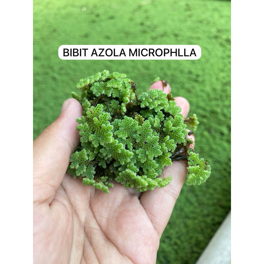 Bibit Azola Microphilla pakan ternak 1kg