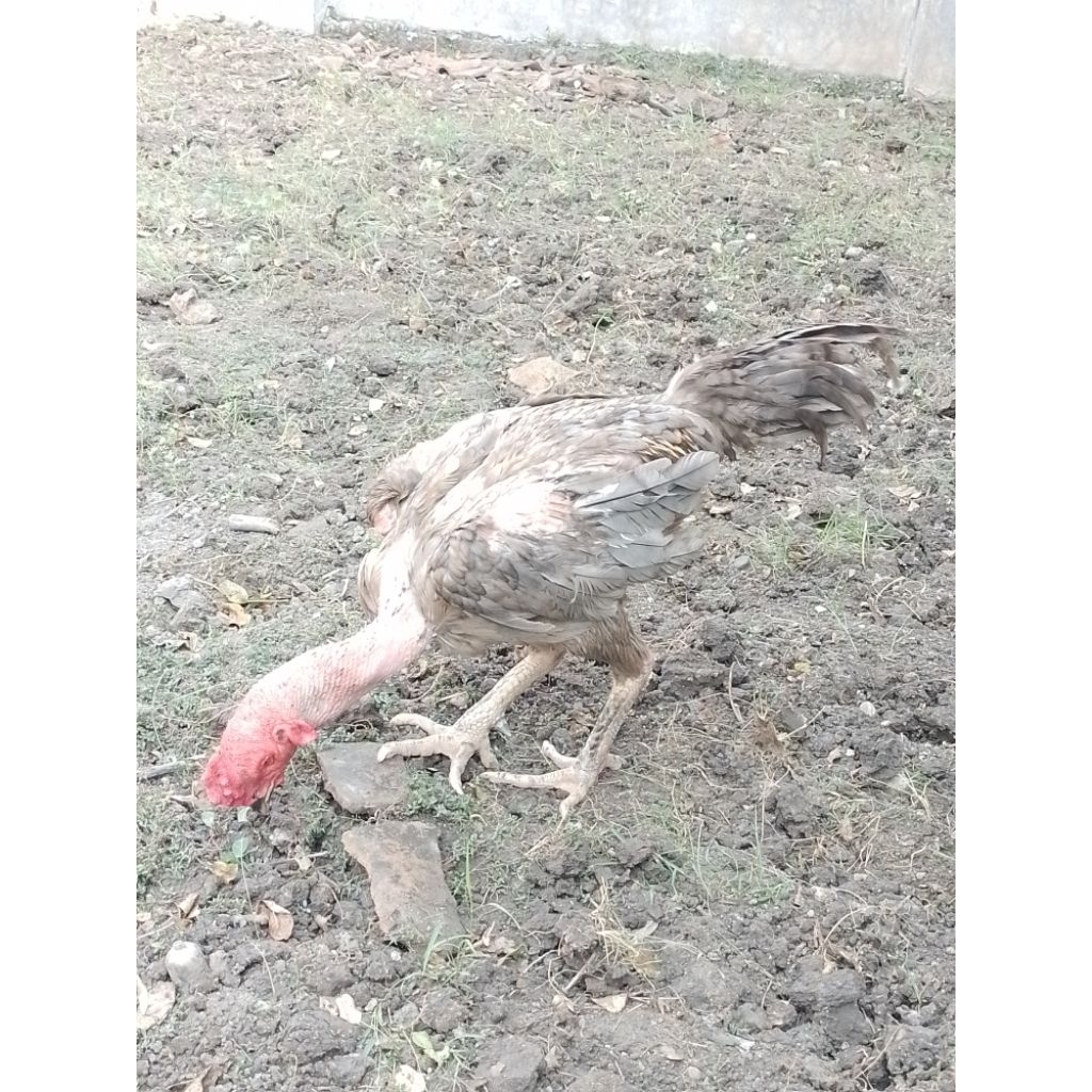 ayam ganoi saigon 10 bulan