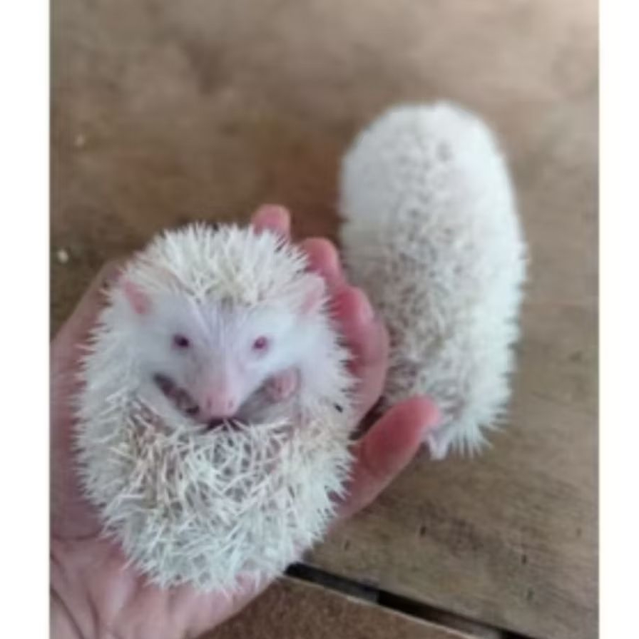 ANAKAN LANDAK MINI ALBINO HIDUP UMUR +-1,5 BULAN PER EKOR