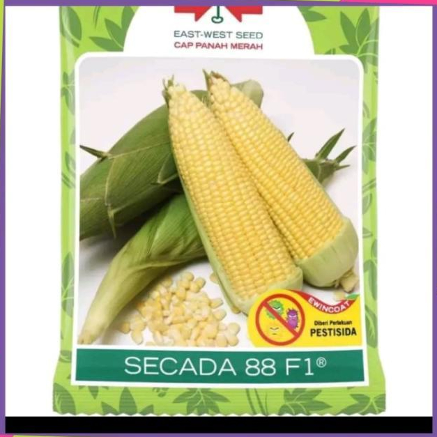 Benih jagung manis SECADA 88 F1 1800 butir dari panah merah jagung manis hibrida secada 250gram - se
