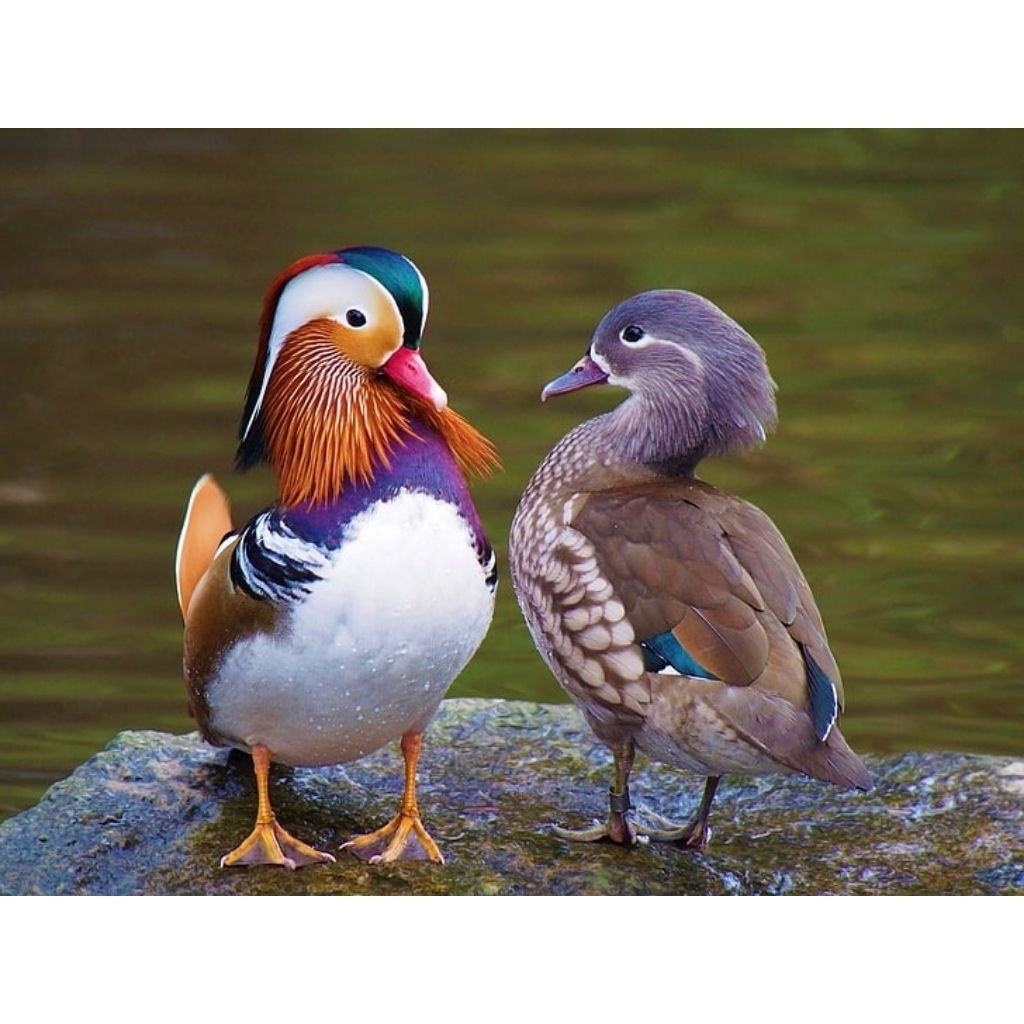 telur tetas bebek mandarin fertil original