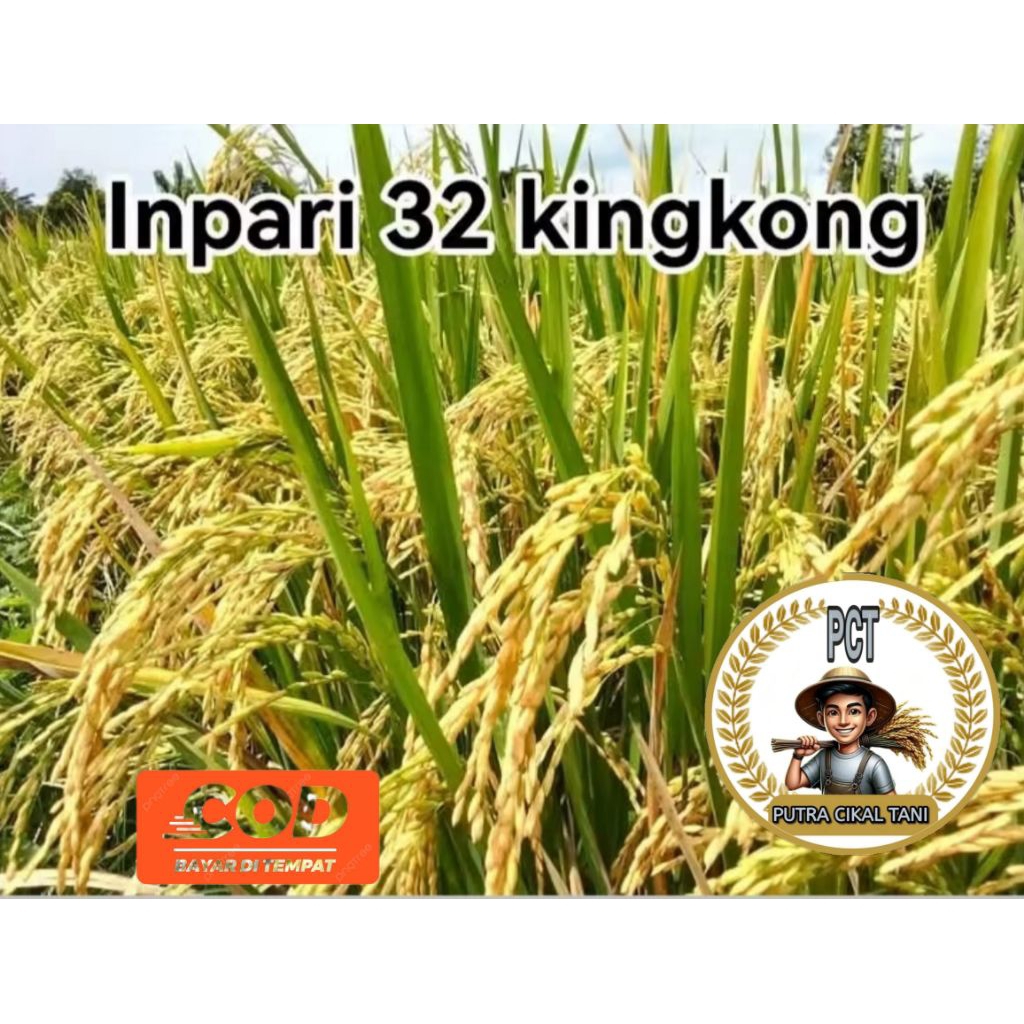 benih padi Inpari 32 kingkong kemasan 1kg kualitas unggul