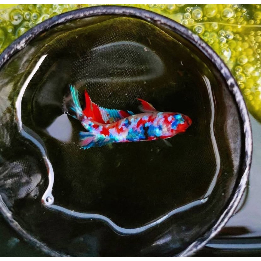 cupang betina siap ternak warna sudah full tinggal kawin